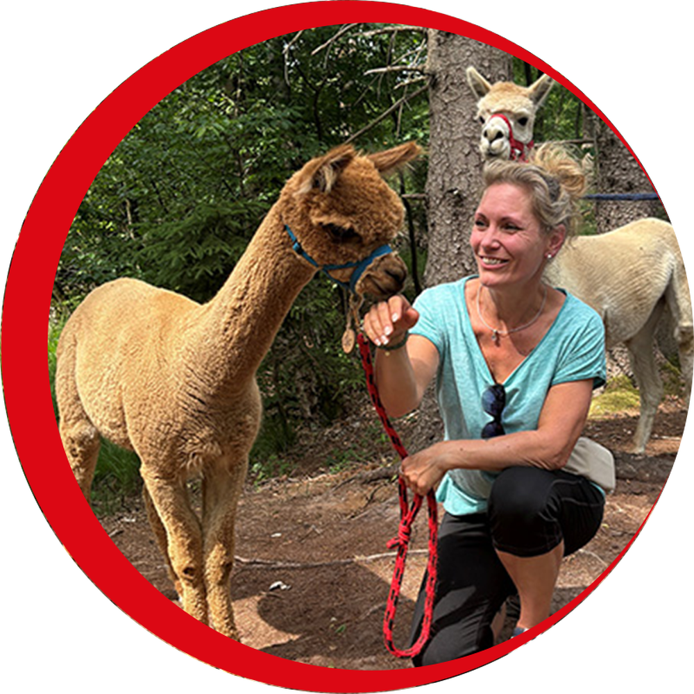 Alpaca Erlebnis Bild