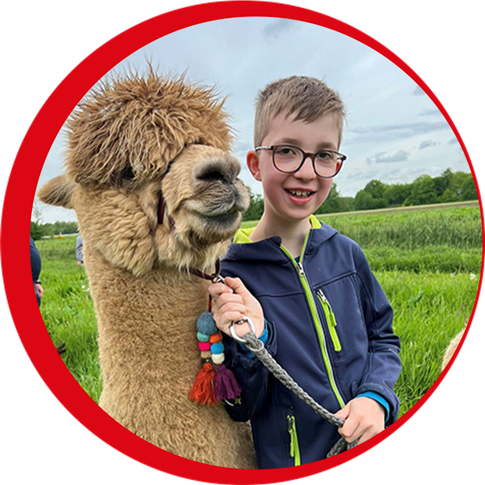 Alpacas erleben Bild